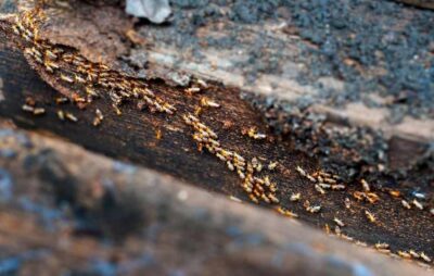 Termite swarm.