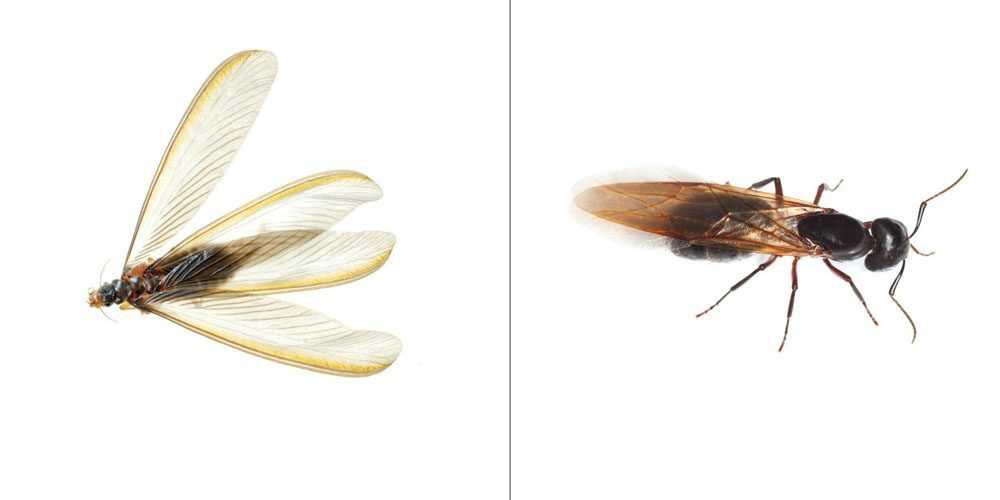 a flying ant on the right and a termite on the left on a white background.