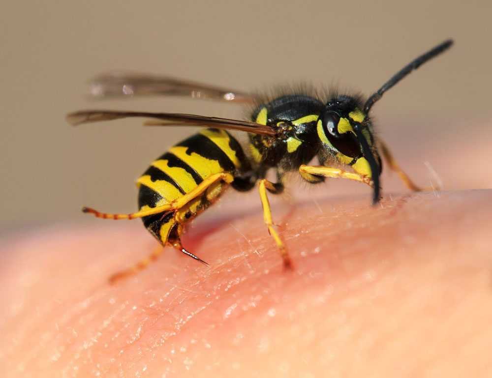 an up-close view of a wasp about to sting a human