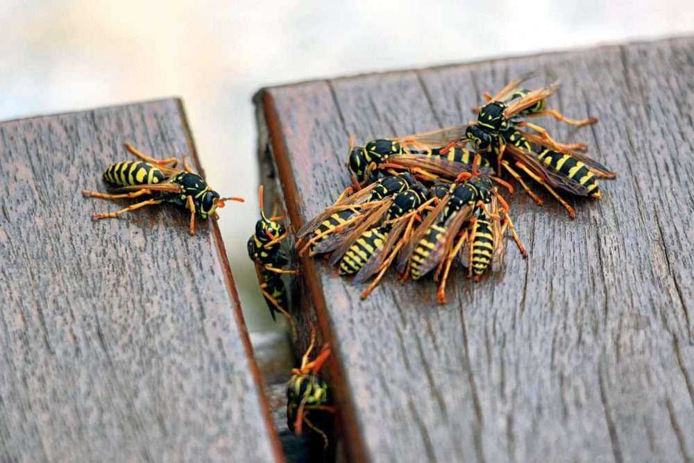 a group of wasps are clustered on a deck