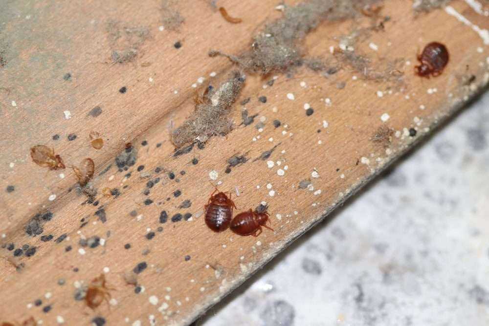 Bed Bug Infestation