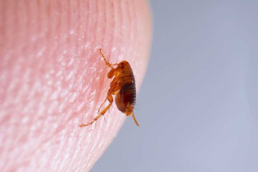 The Dangers Of Flea Bites