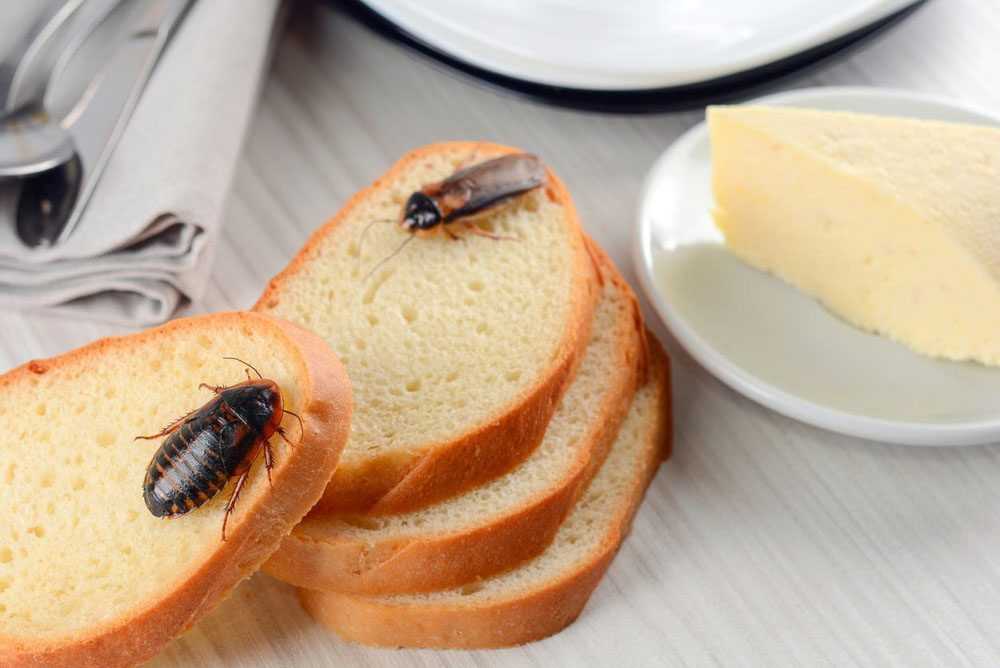 bugs eating pieces of bread left out in a kitchen