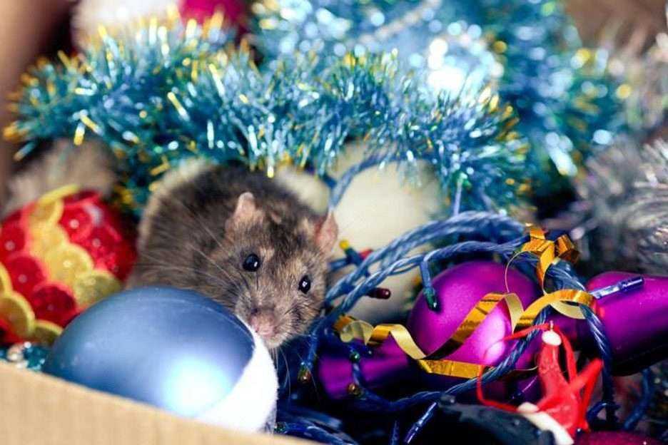 Rat in a holiday box.