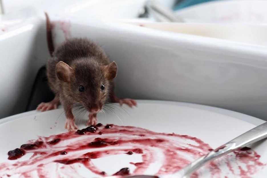 Rat eating off a plate.