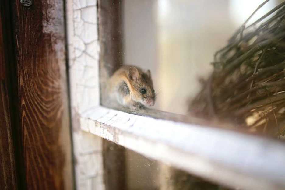 Mouse in a window.