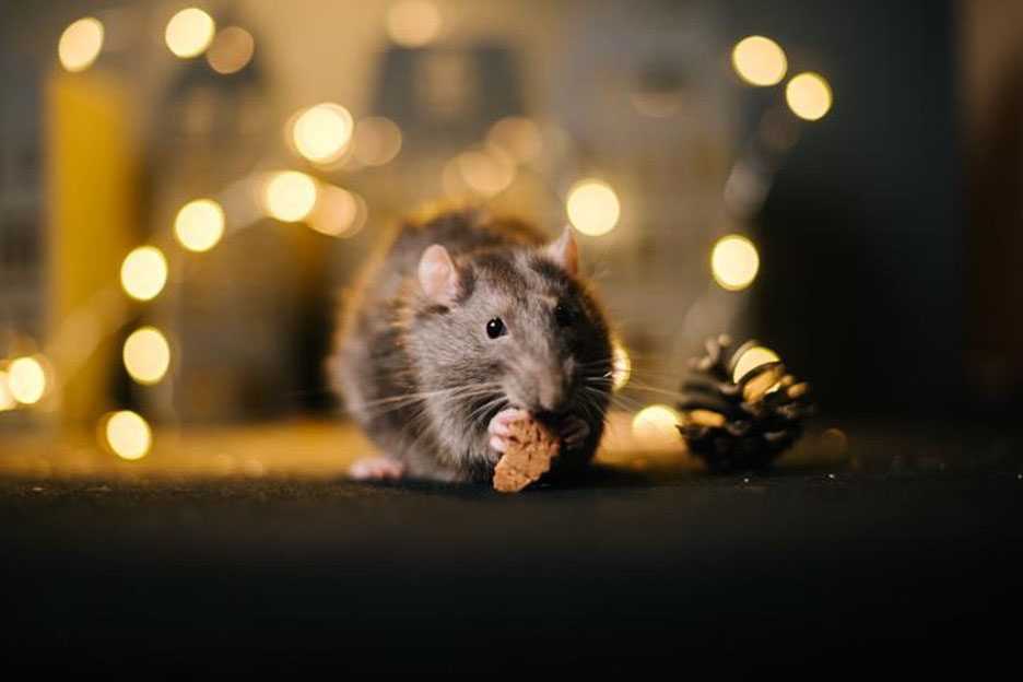 Rodent eating crumbs under holiday lights