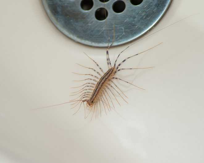 House centipede sitting in bottom of sink.