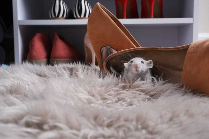 Mouse sitting among shoes in a closet.