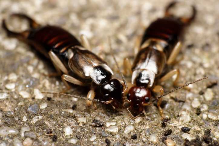 A pair of male and female earwigs resting on concrete.