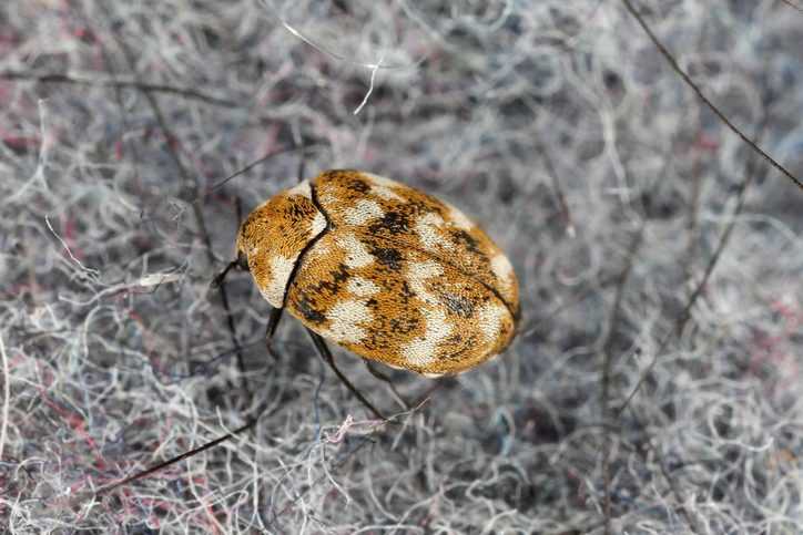 Varied carpet beetle crawling on fabric.