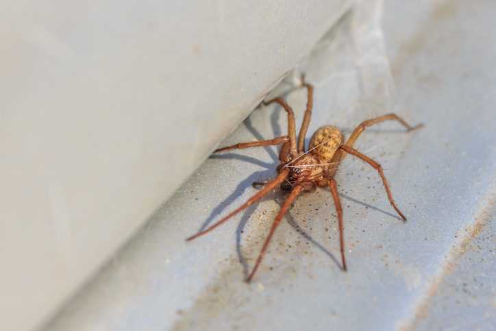 A hobo spider crawling near a white wall.