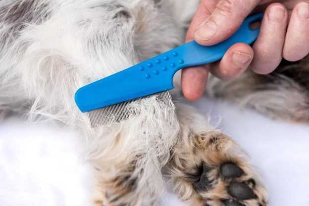 A person running a comb through their dog's white fur in search of fleas.