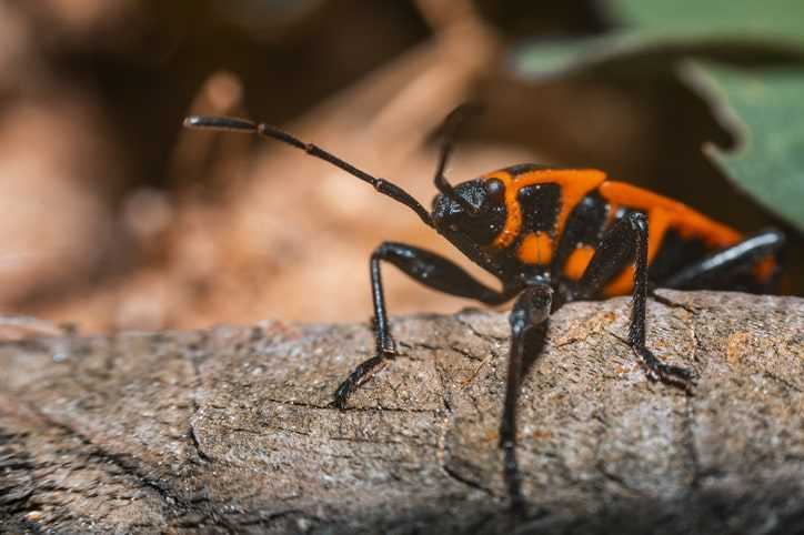 A boxelder bug climbing on a branch.