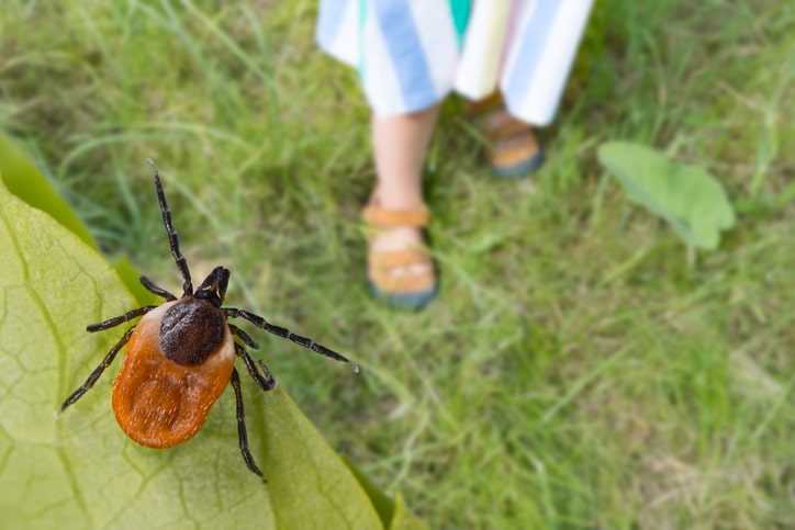A tick sitting on a leaf waiting to land on a child.