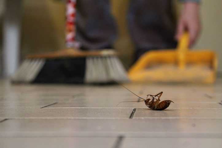 A man sweeping up a cockroach.