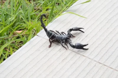 Scorpion.