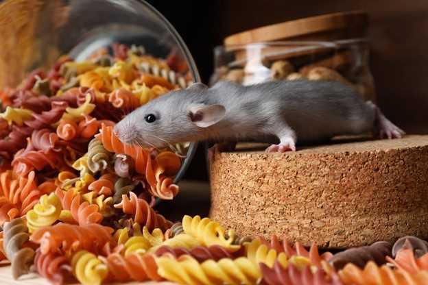 A mouse nibbling on dry pasta.