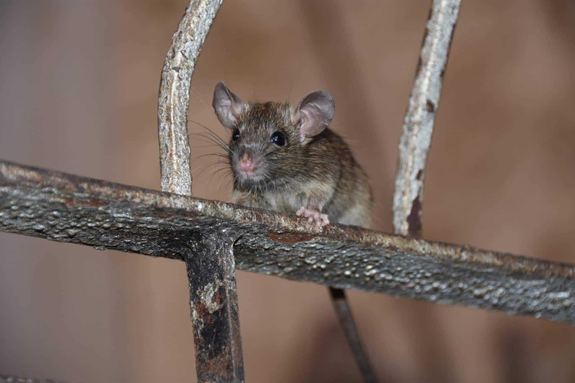 A mouse climbing on a metal fence.