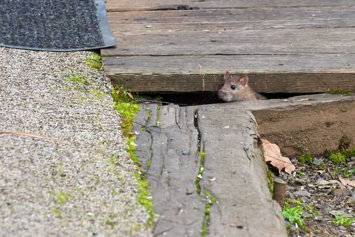 A rat hiding under a deck.