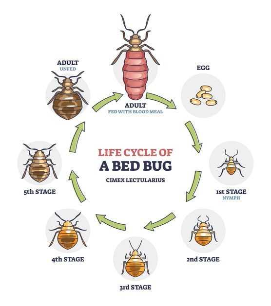A graph illustrating the life cycle of a bed bug.