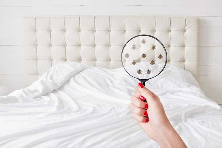 A magnifying glass showing bed bugs on a mattress.