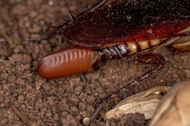 A female cockroach depositing an ootheca, or egg case.