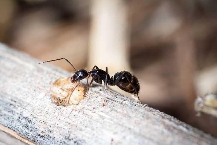 A carpenter ant chewing on a plant.
