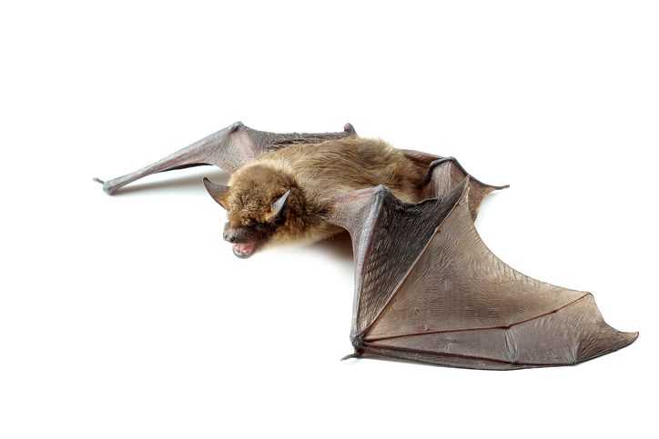Bat with open wings on white background