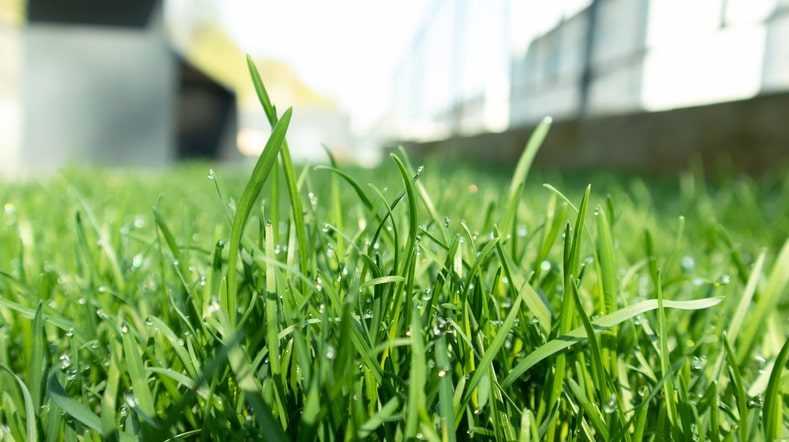 A close up of grass in a lawn.