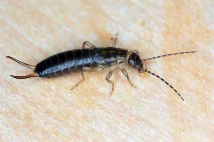 An earwig on a wooden surface.