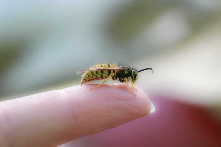 A wasp stinging a woman's finger.