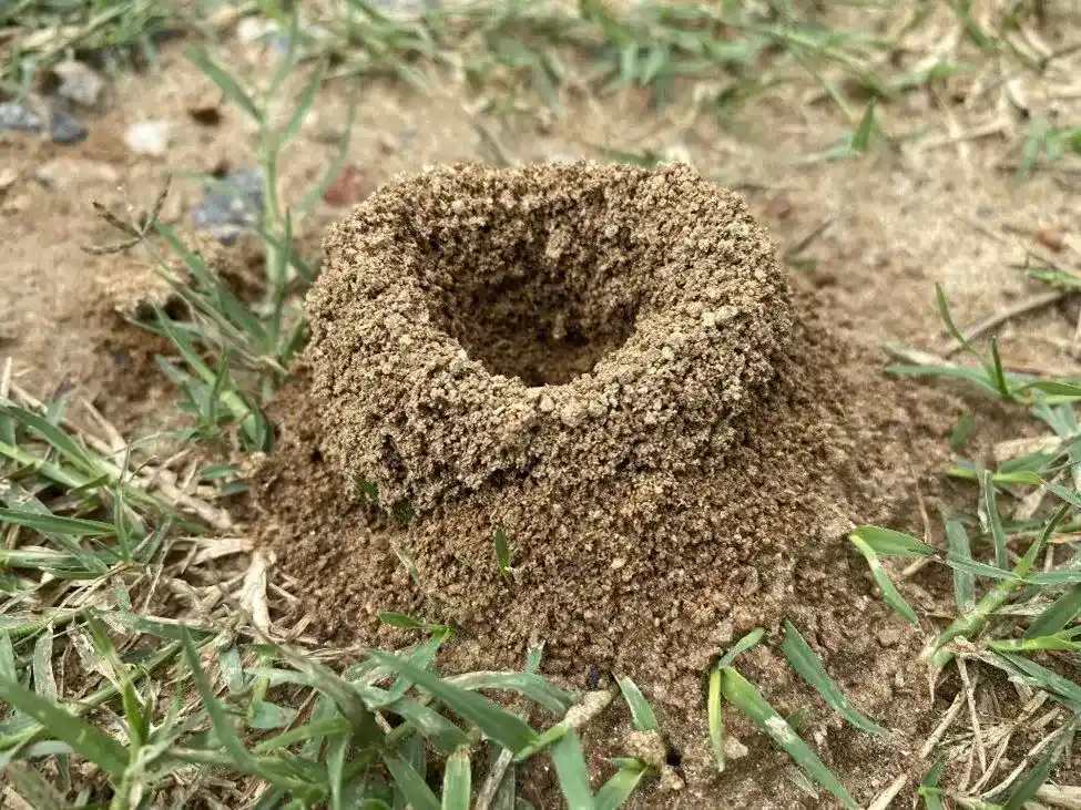 Ants burrowing in soil