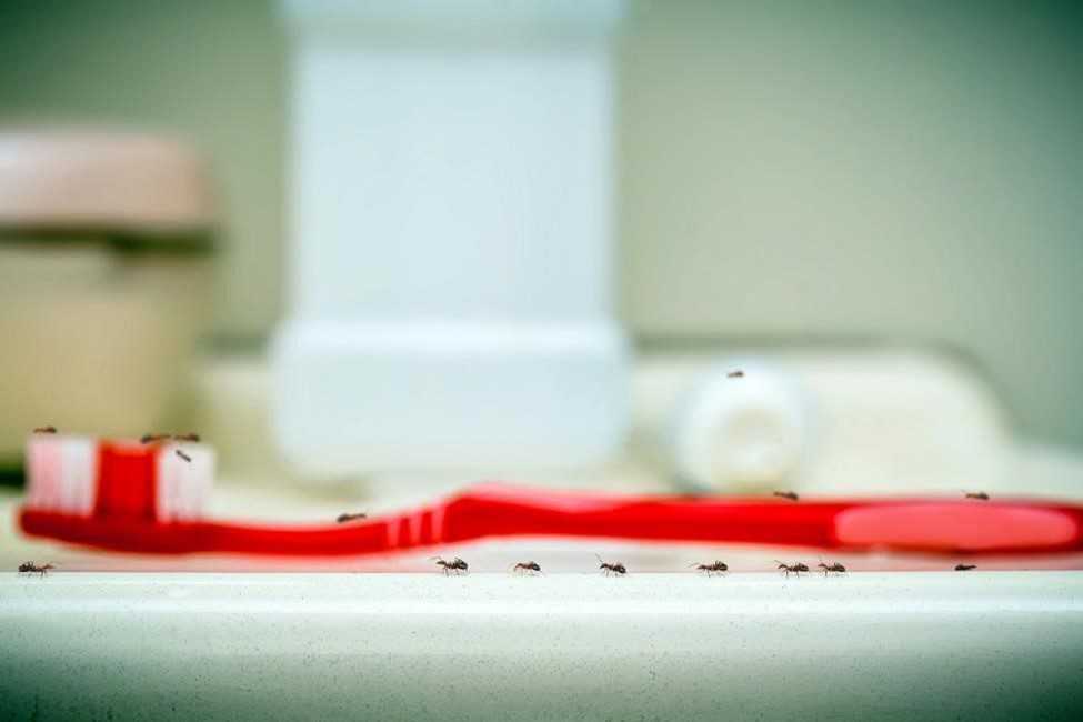 Ants marching on a toothbrush
