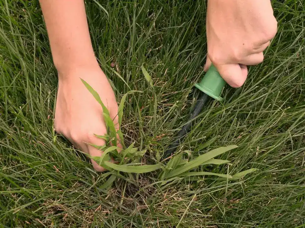 A woman getting rid of crabgrass