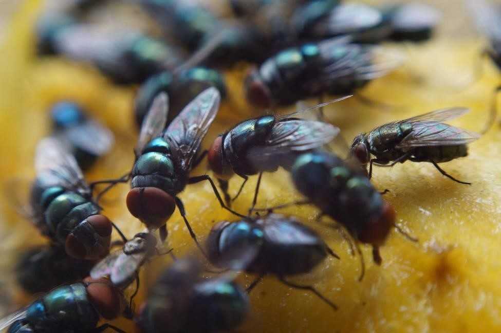 House flies eating a ripened fruit