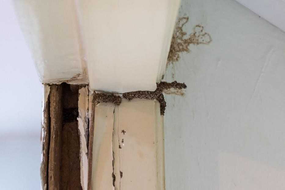 A door frame showing signs of termite mud tubes