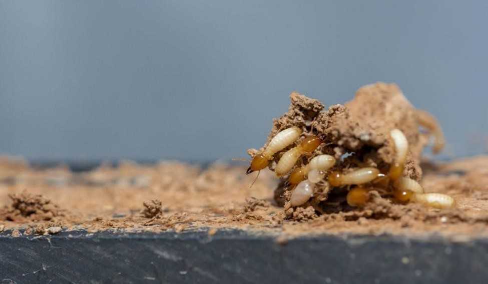 A group of termites making a mud tube.