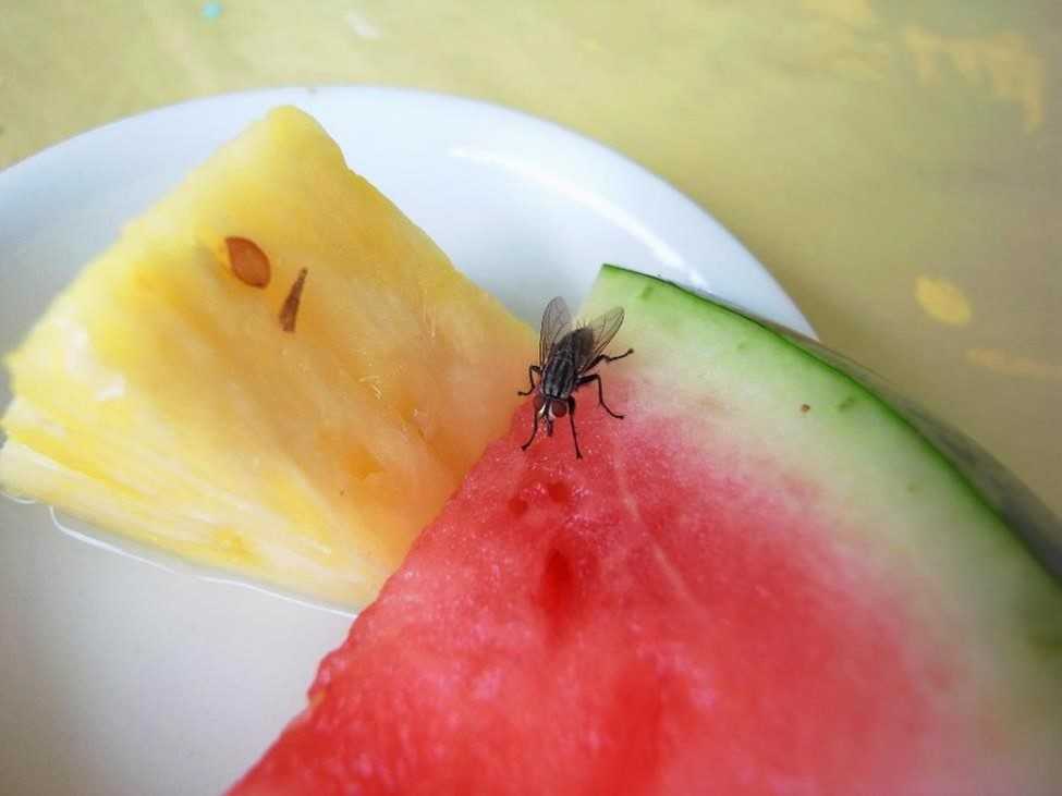 A fly eating a watermelon on the kitchen table