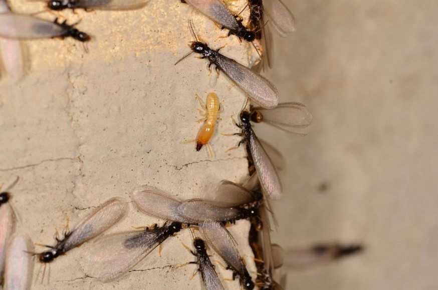 A non-winged termite surrounded by a group of winged termites