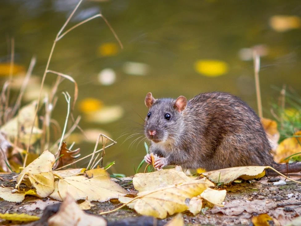 A rat lingering outside a house