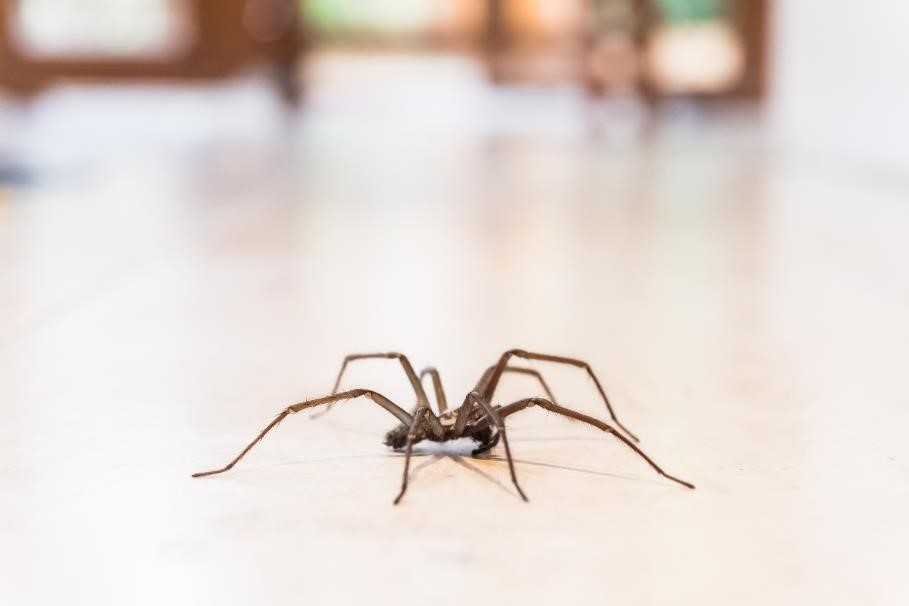 A spider on the floor of the kitchen