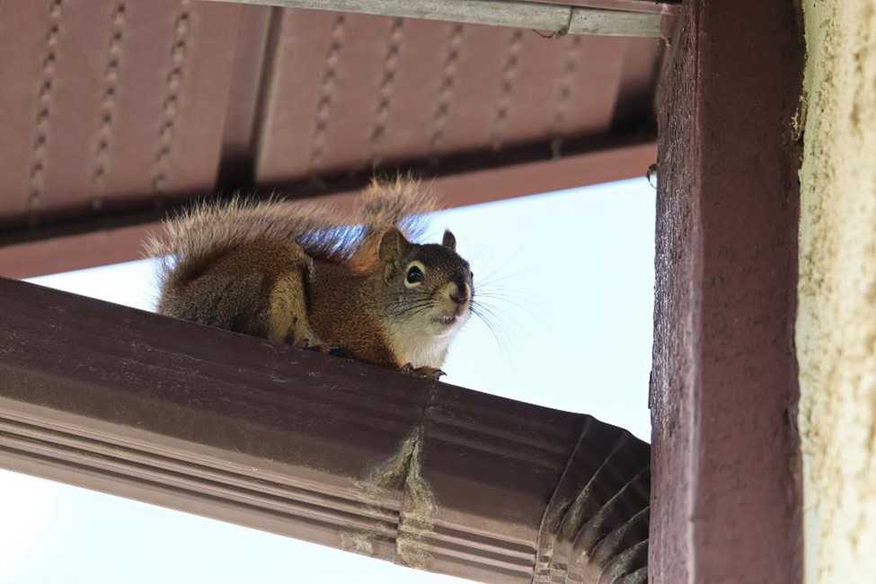 A squirrel on a beam near the attic.