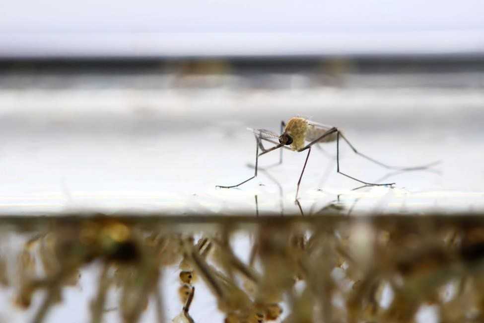 A mosquito floating on the water