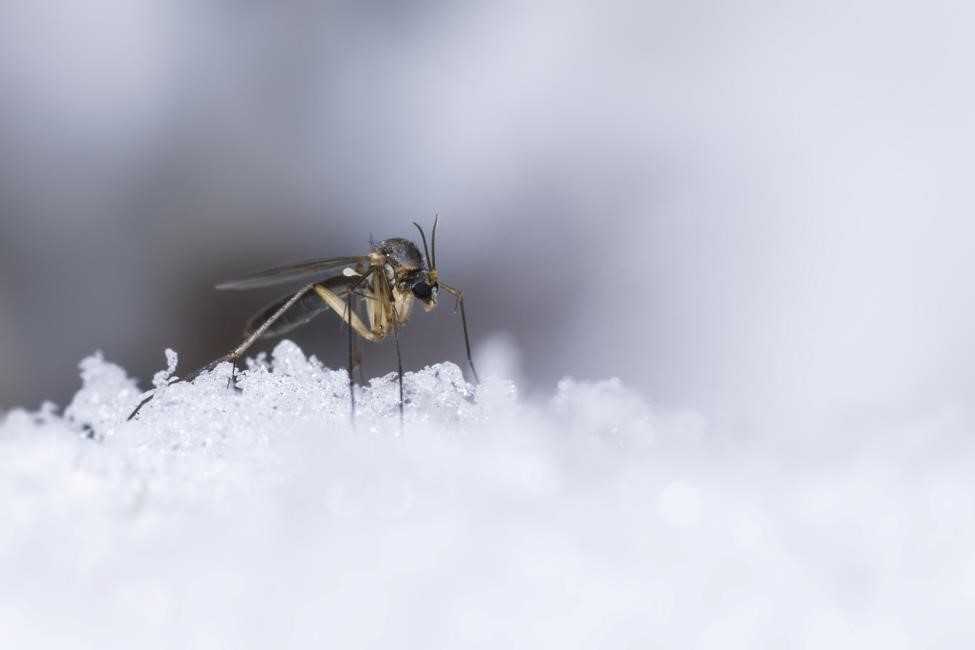 A mosquito on ice