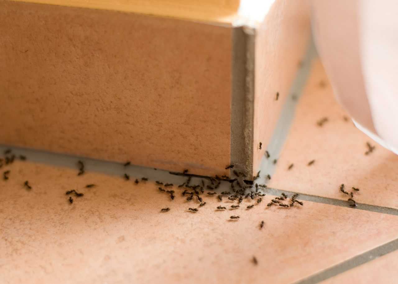 Ants marching across the floor in a kitchen