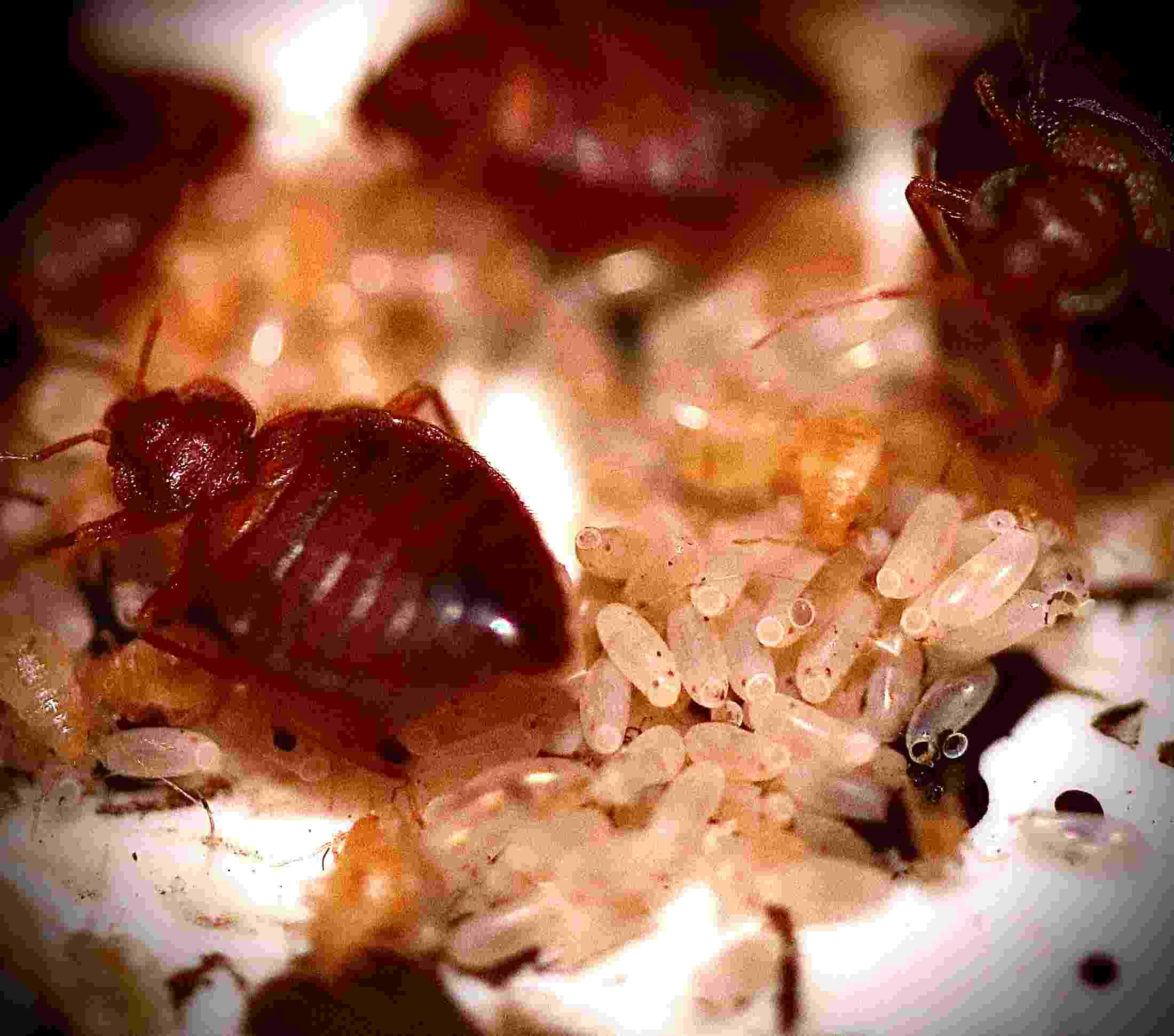 A close-up image of bedbugs crawling around a pile of bedbug eggs