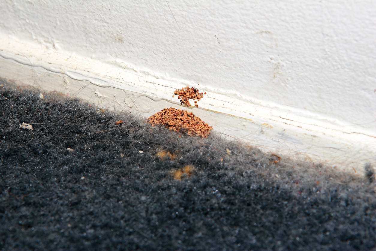 A pile of drywood termite droppings next to a wall