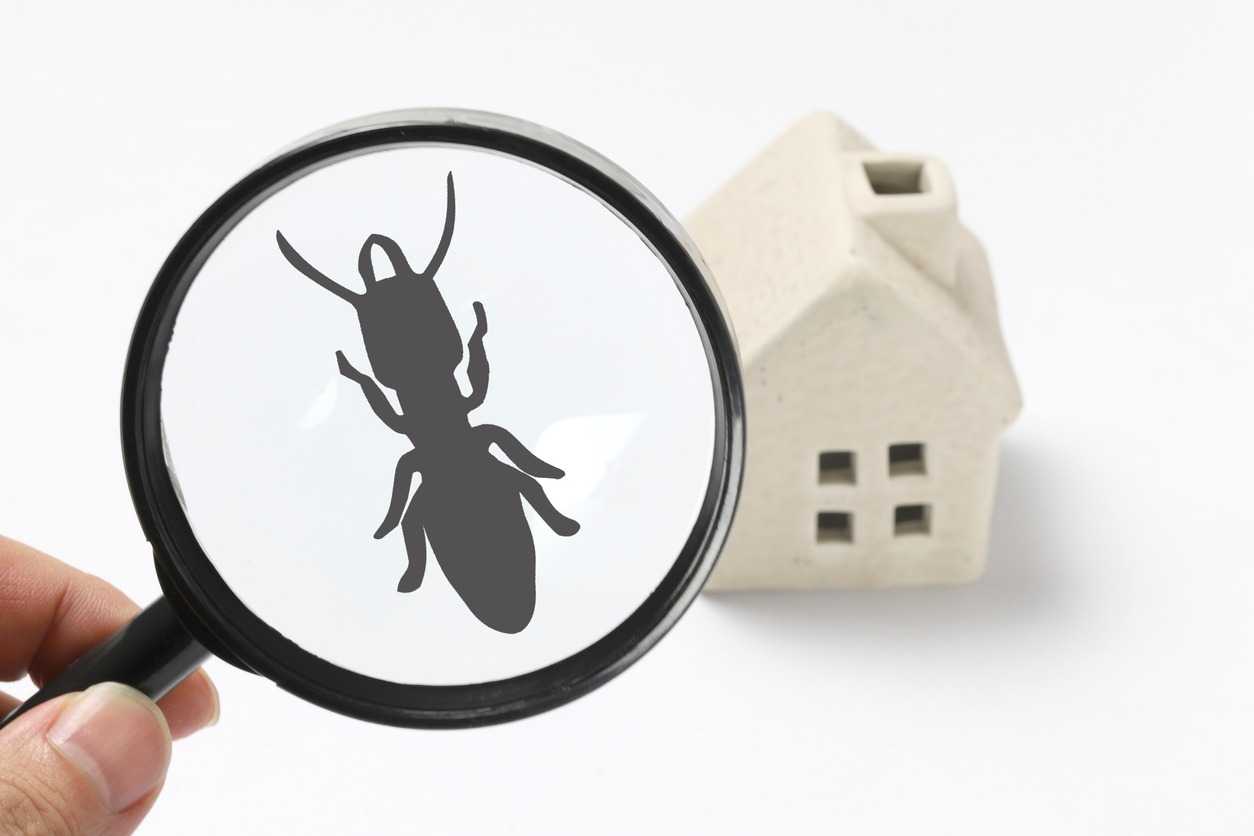 A magnifying glass zooms in on a picture of a termite with a clay house underneath