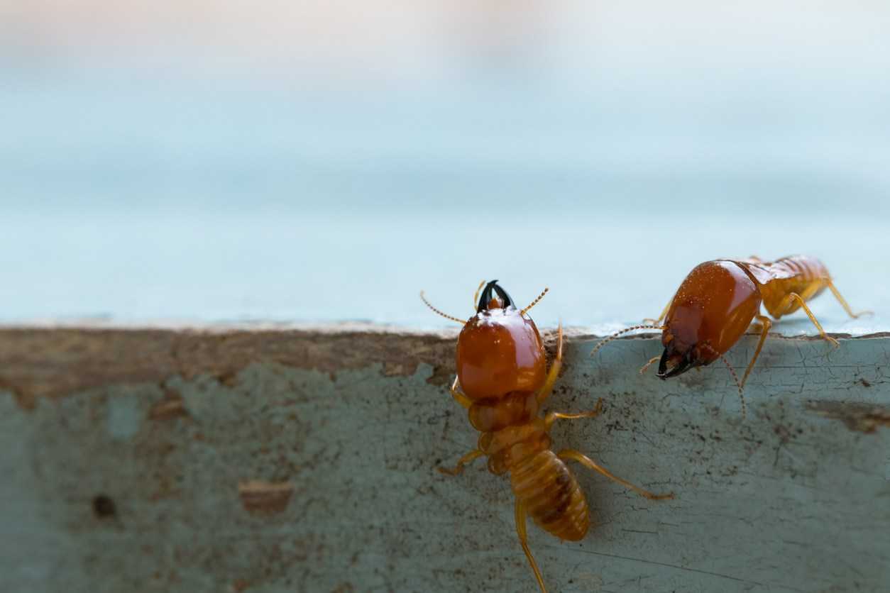Two subterranean termites climbing a wall